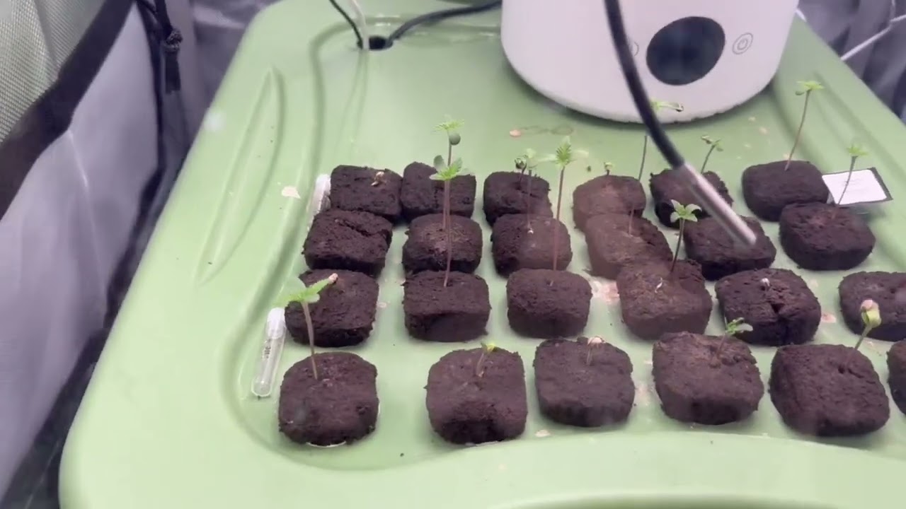 The Wait is Over! 🌱 First seeds planted 