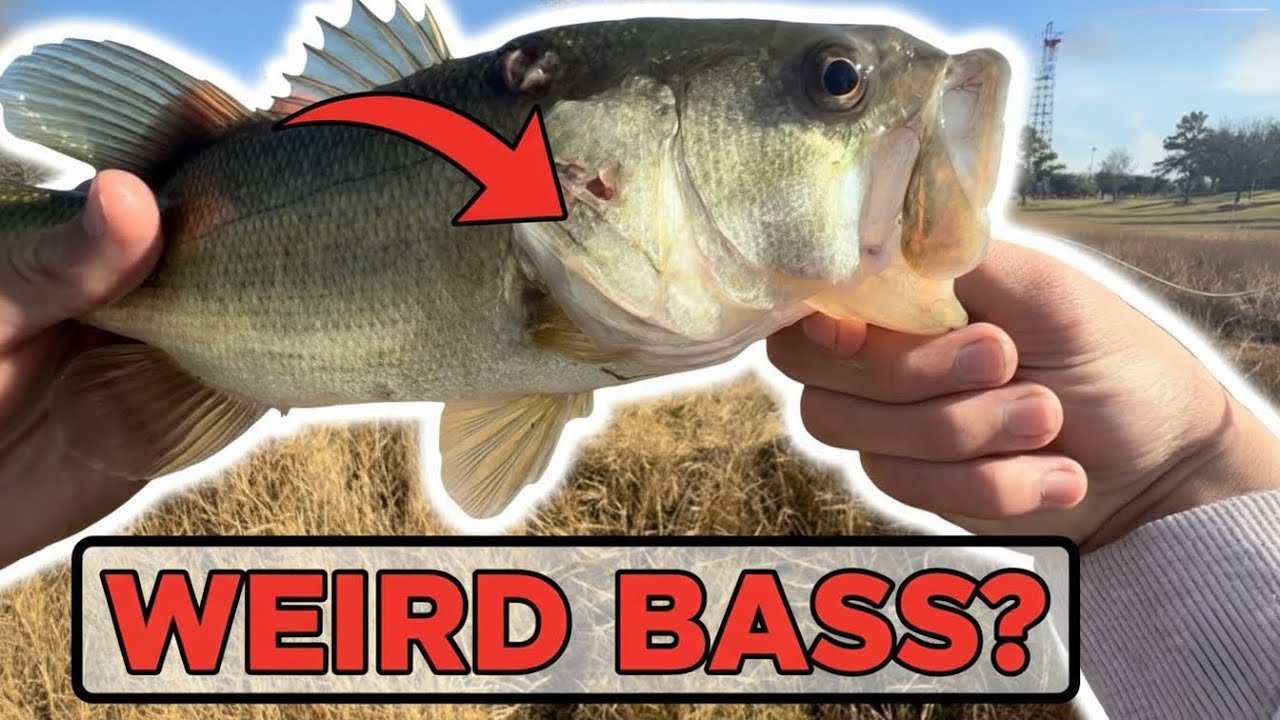 I caught an INJURED fish while bass fishing a Texas pond!