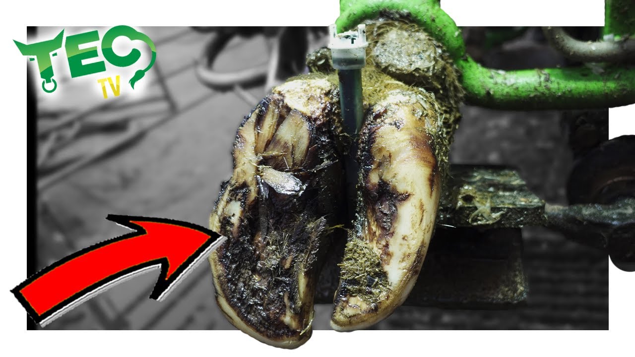SHREDDED HOOF Horn on this COW'S SOLE