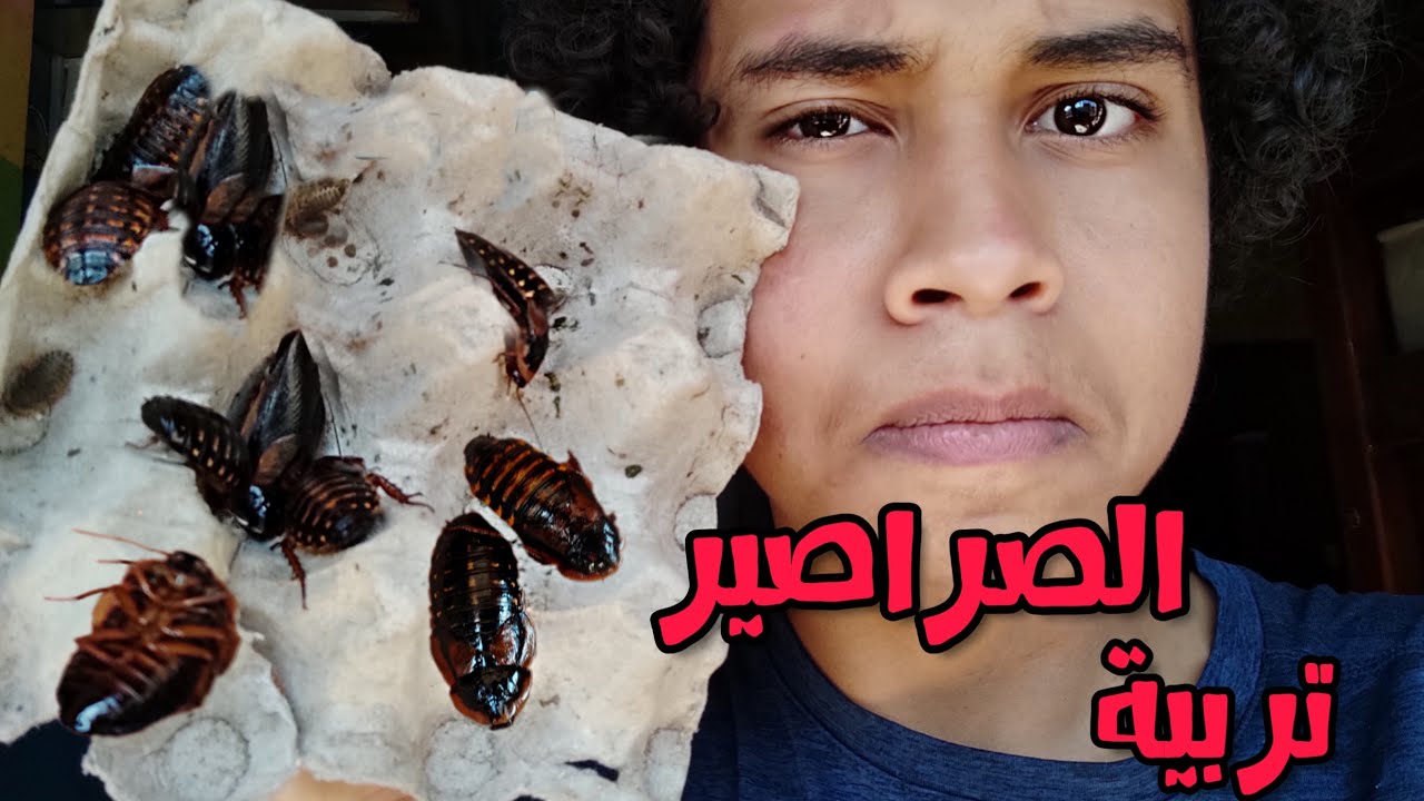 طريقة تربية الصراصير , دليلك لعمل مزرعة صراصير دوبيا ناجحة how to breed dubia roaches تربية الدوبيا