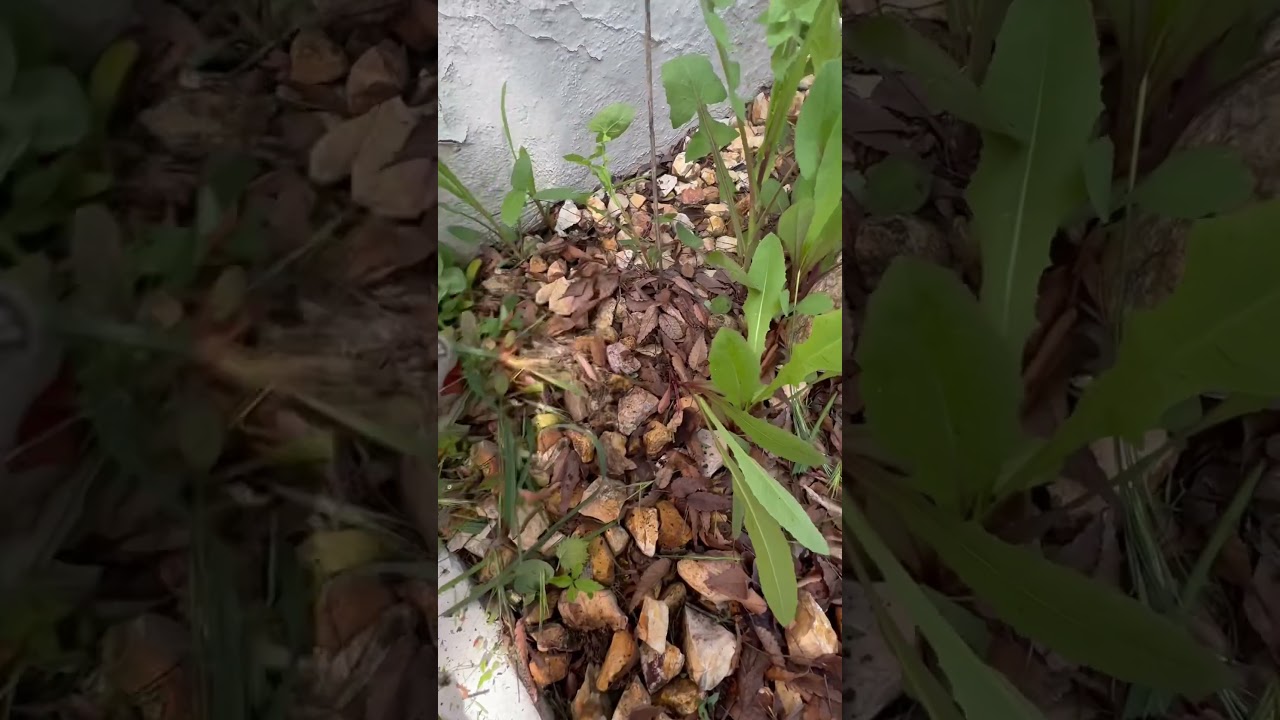Hand pulling weeds #lawncare #cleanup ☘️🌿☘️🍃🌱