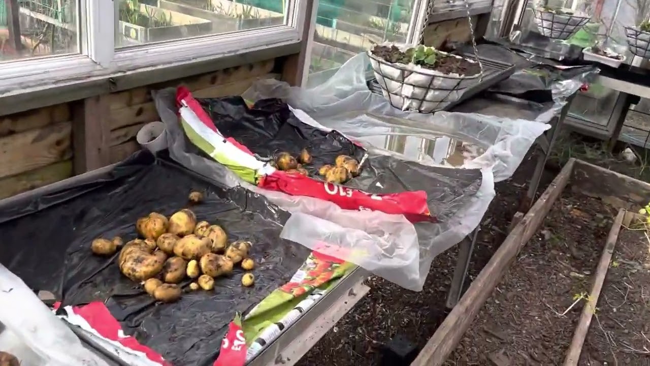 Day 3 of the spring cleanup and allotment prep making seed sewing compost and 12 month old potatoes