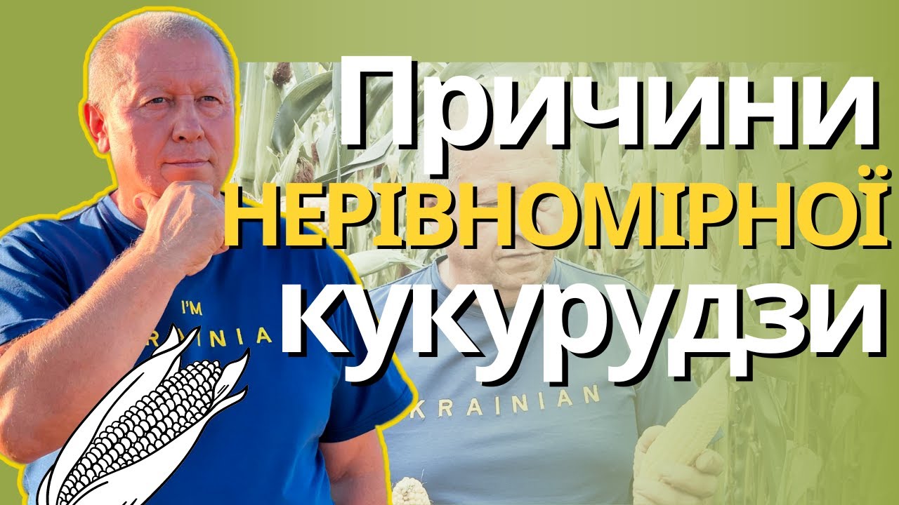 Кукурудза. Причини її нерівномірності.