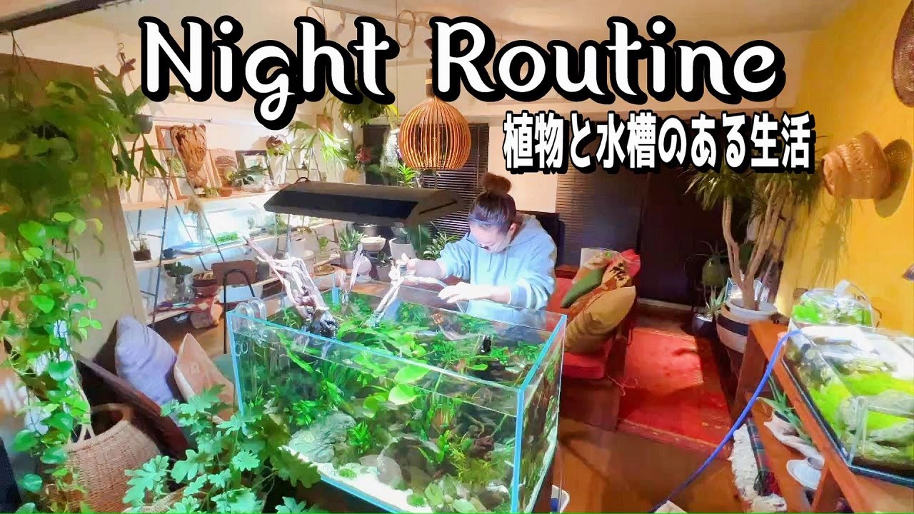 【ナイトルーティン】植物と水槽に囲まれ過ぎたアクア女子のナイトルーティン（アクアリウムと植物のある生活）