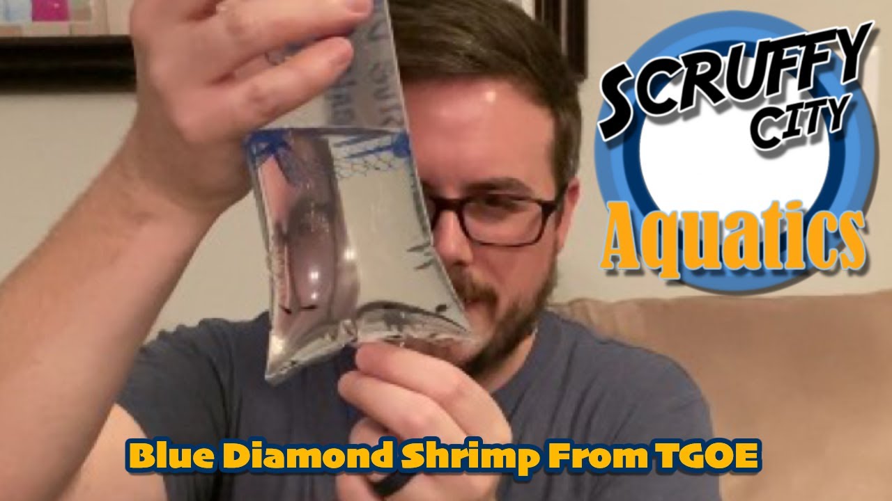 Blue Diamonds from TGOE Unboxing