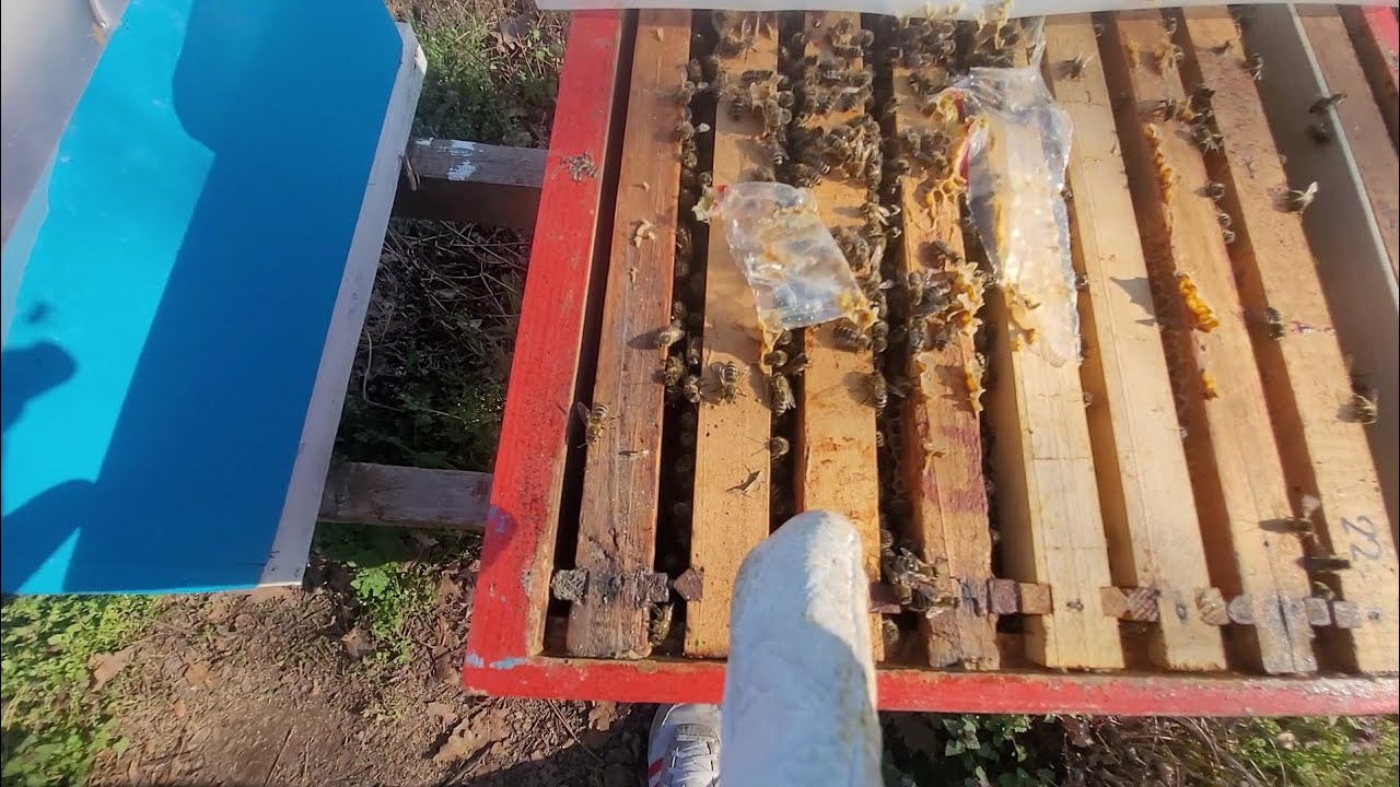Koliko legla ima sredinom marta srednje društvo 15.03.2026 #pcelarstvo #LRkošnice #pcelarstvo #bee 