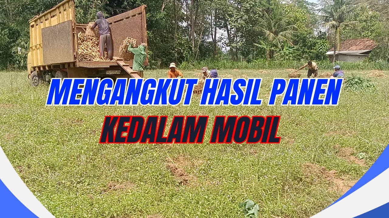 Mengangkut  Hasil Panen Ke Dalam Mobil #panen #singkong