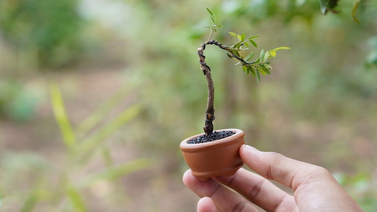 bonsai diary - make a mini bonsai (Phyllanthus myrtifolius)