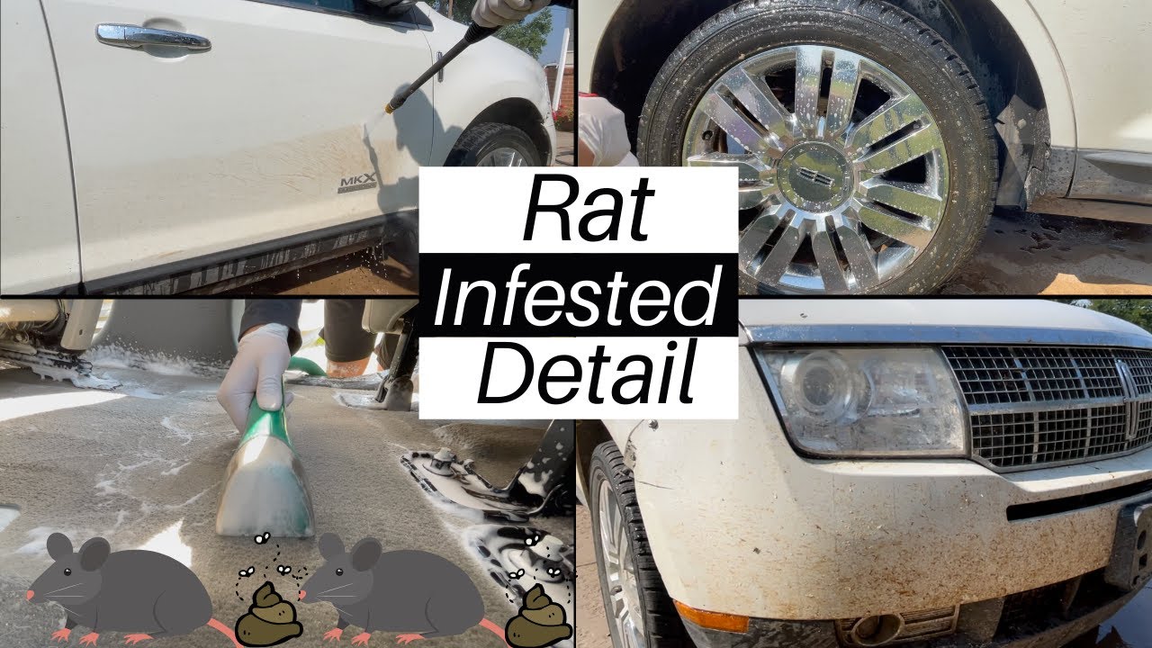 Mice Infested Epic Full Detail!!