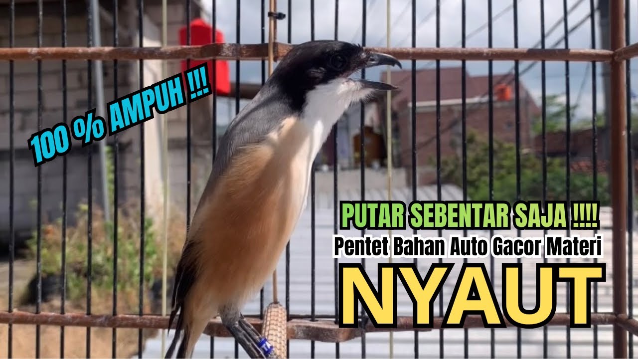 burung cendet gacor ISIAN MEWAH AMPUH,, PANCINGAN CENDET AGAR BUNYI bikin BURUNG PENTET GACOR EMOSI