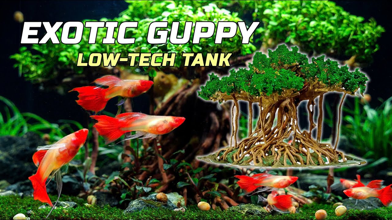 Exotic Guppy Aquarium: Bonsai Tree Aquascape & Low-Tech Planted Fish Tank Tutorials Aquatic Setup