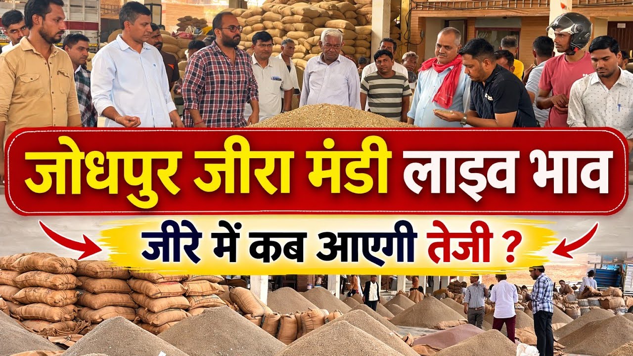 जोधपुर जीरा मंडी लाइव बोली नया जीरा Jodhpur mandi c**** seed bhav jeere ke bhav naya 