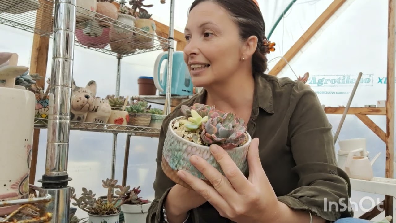 Echeveria Beyoncé, como la cultivo? Cuidados y reproducción