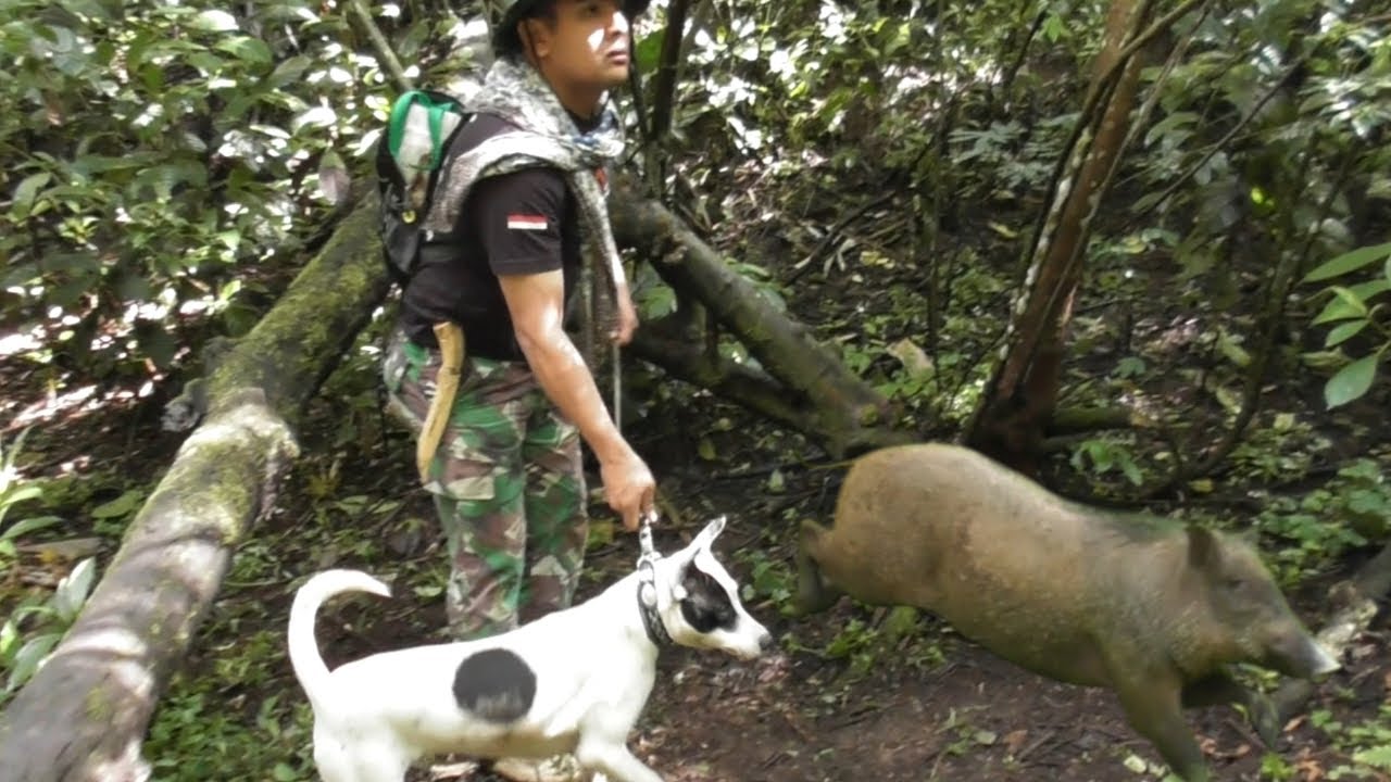 NY4R1S D1SERUDUK BABI HUTAN || BURUAN BUKIT KUDO-KUDO DAN TALANG TANGAH