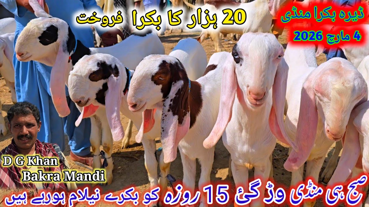 4 March 2026 Punjab Biggest Bakra Mandi Dera Ghazi khan بدھ کے دن بکرا منڈی Rate 20 hzar Low mandi 