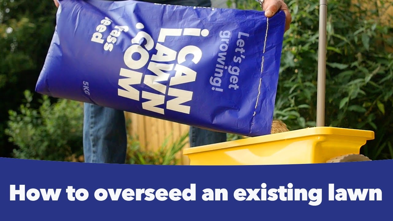 How to overseed an existing lawn