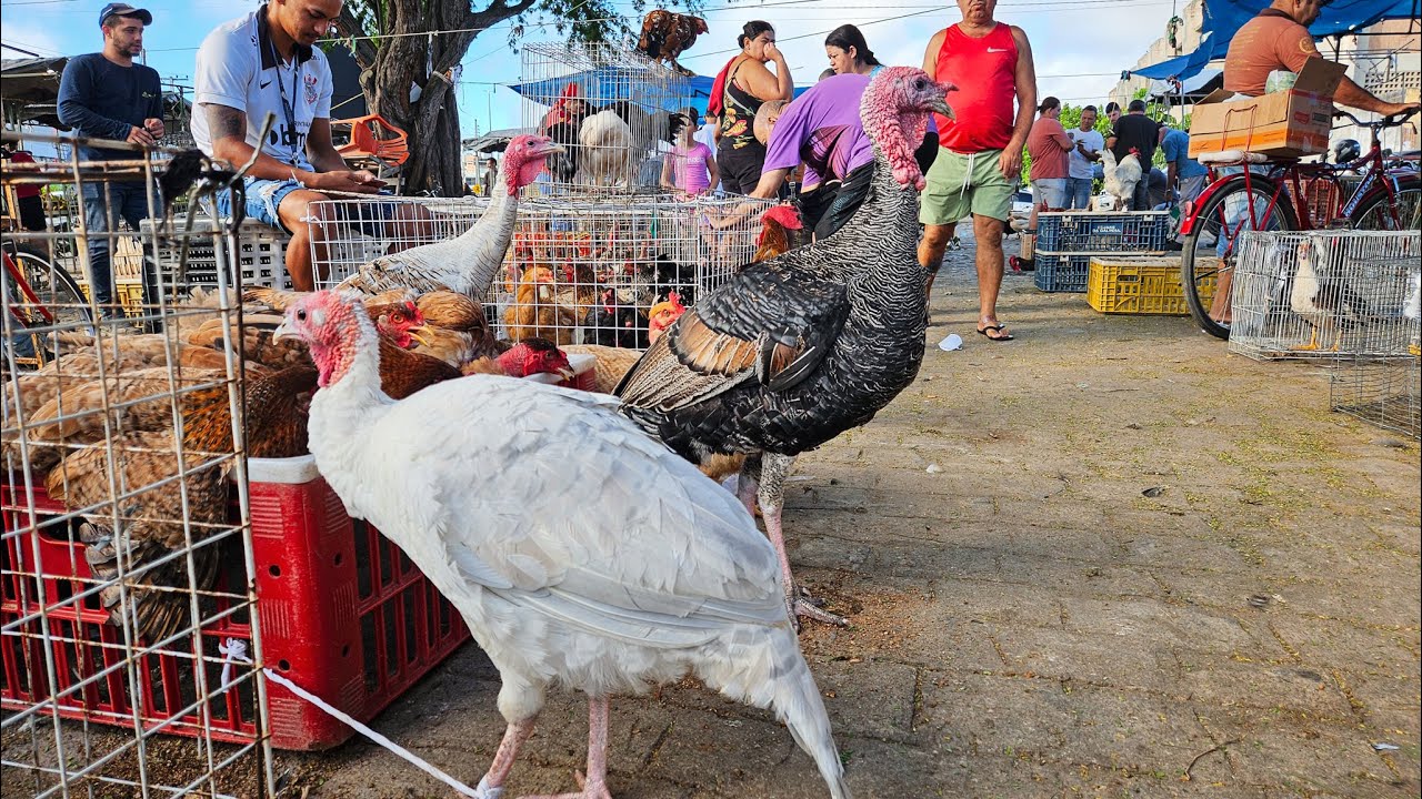 QUANTO CUSTA UMA GALINHA NA FEIRA DE CARUARU PE? VEJA OS PREÇOS 🐓