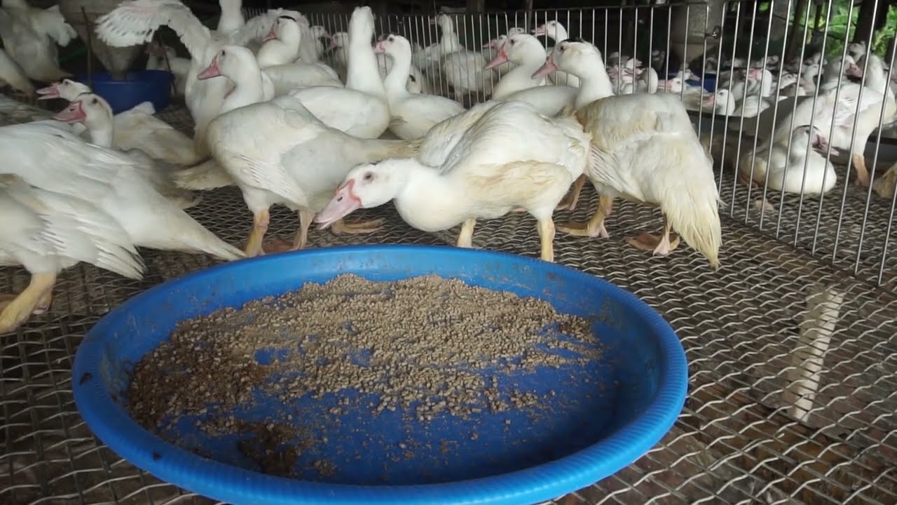 Close-up of a beautiful duck. Duck farm in the countryside