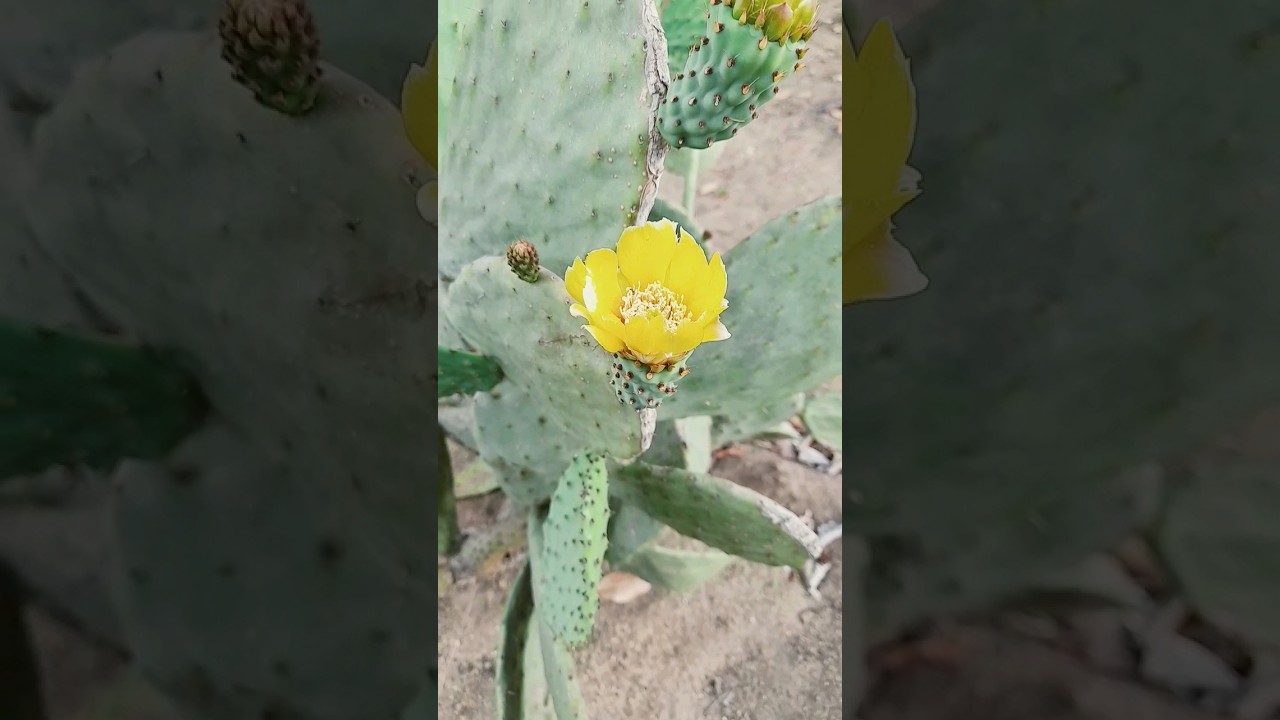 #jardimdecactos #cactusplant #flower #jardim #cactus #plantas #gardendesign #flores #cactos #palmas