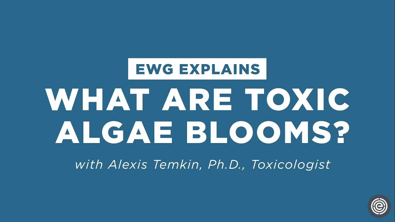 What are toxic algae blooms?
