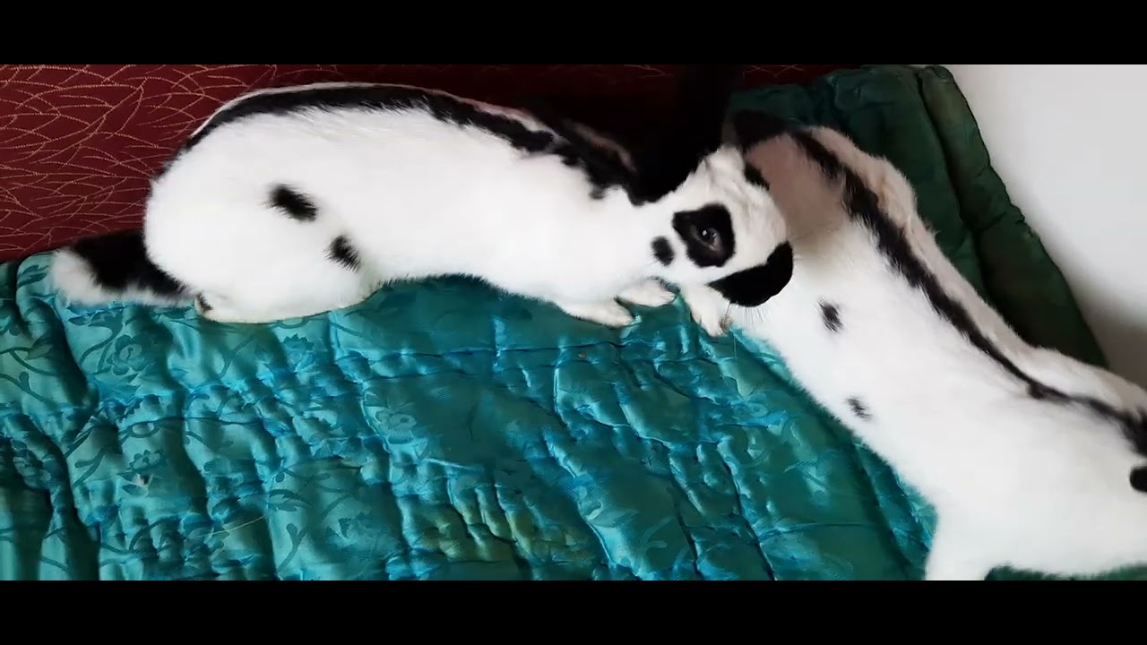 Cât au crescut  iepuri( fluture  pestriț  german )  ce probleme  am întâmpinat  câteva  sfaturi 🐇🐇🐇