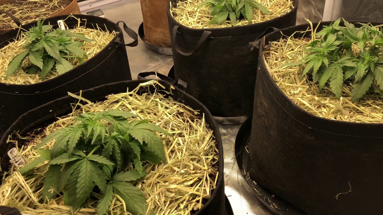 Day 19 Synergy automatic genetics and Nextlight mega super soil