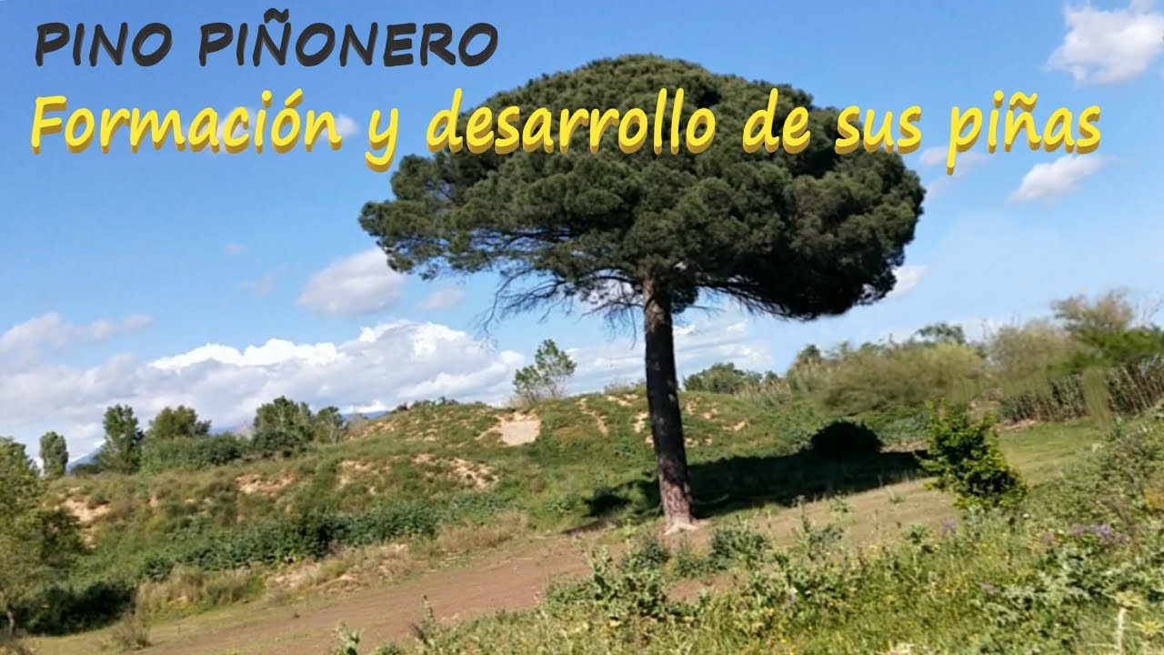 Pino piñonero. Como abrir sus piñas, o germinar sus piñones.