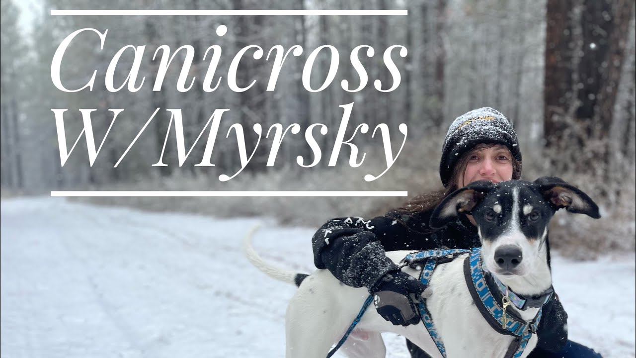 Myrsky&rsquo;s first sled dog event!