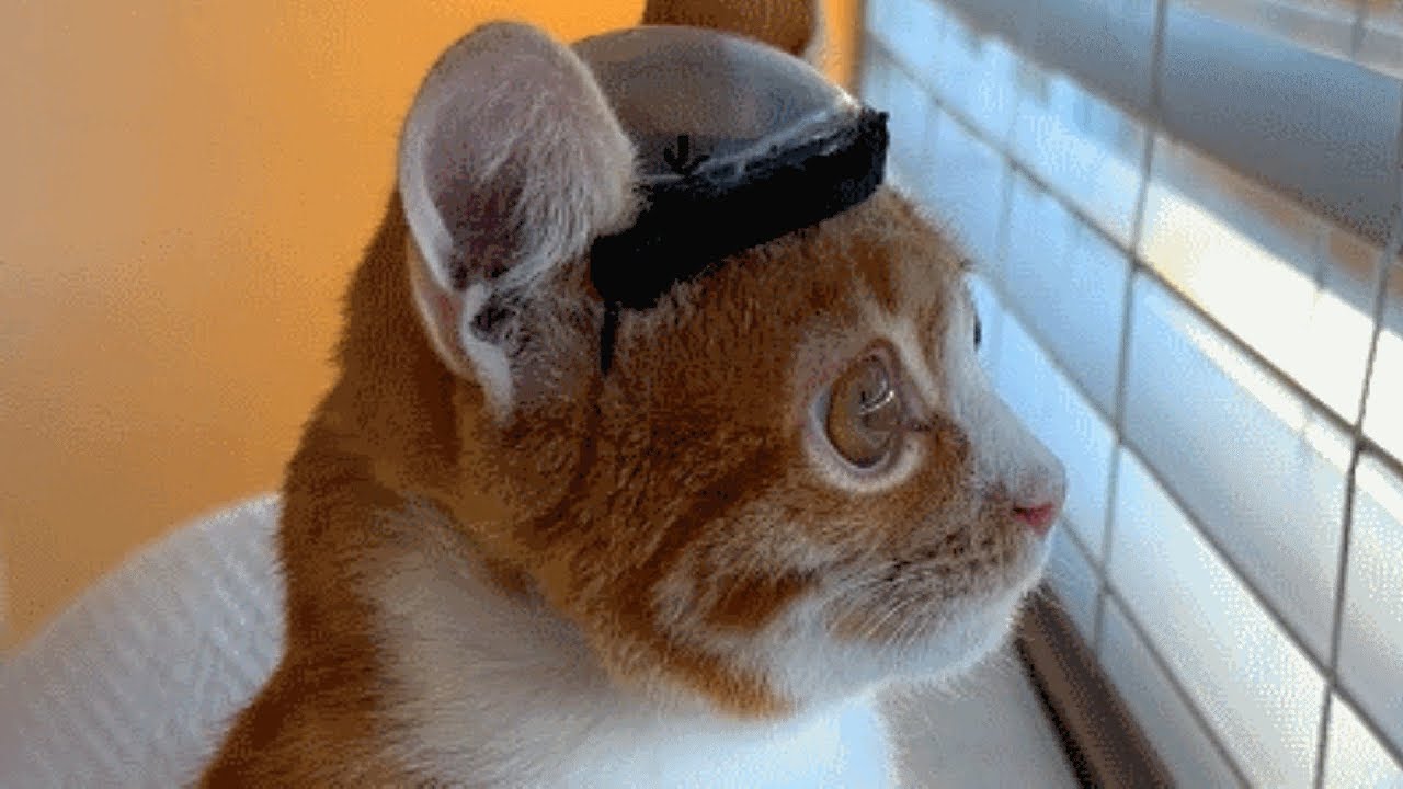 Rejected by His Own Mother, This Special Needs Cat Found a Home With Her