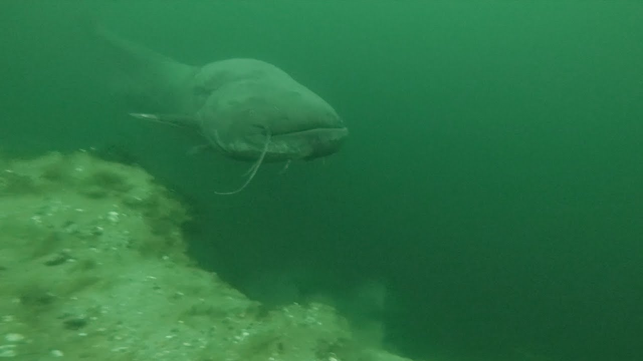 Begegnung UNTER WASSER | Big Fish hautnah