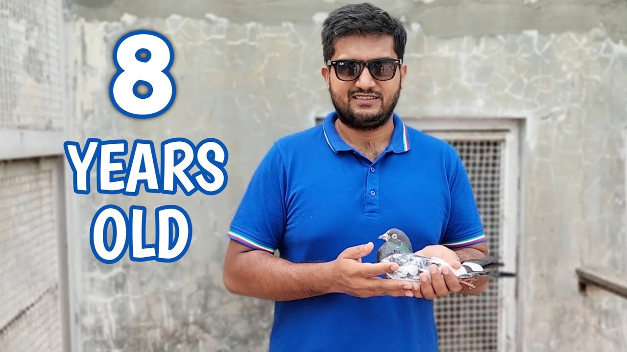 8 Year Old Teddy Pigeon @ChSakhiMuhammadBhatti