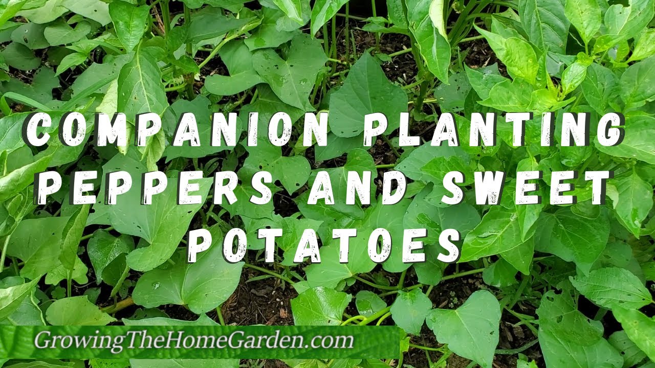 Companion Planting Peppers and Sweet Potatoes in Raised Beds