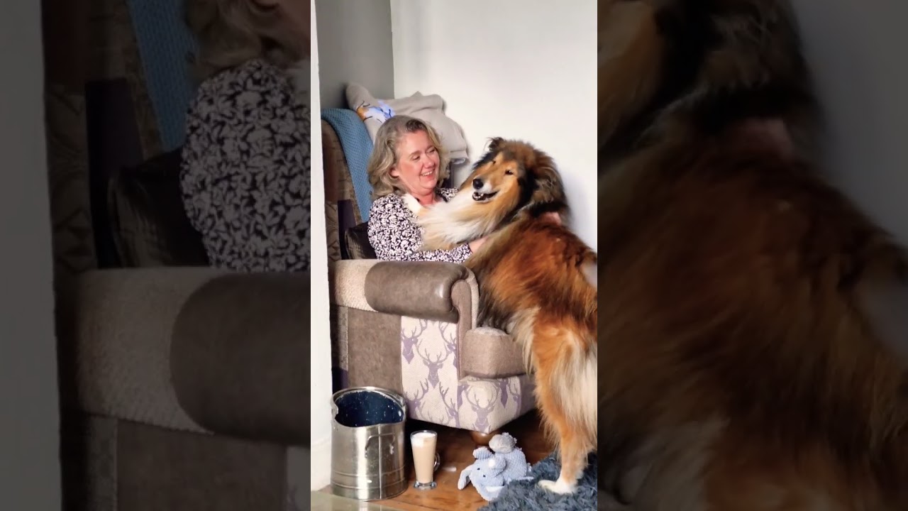Rough Collie Cuddles -Dad Gets Jealous