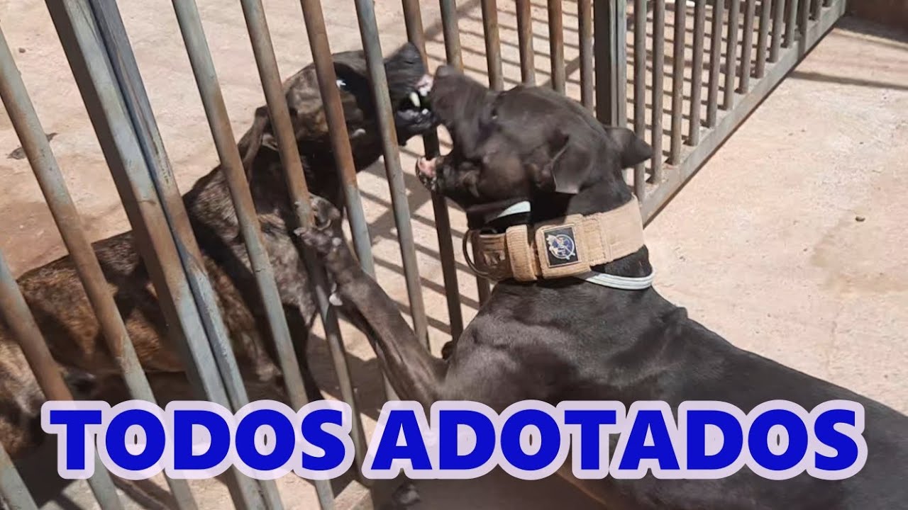 PITBULL CANAL DE CACHORRO CÃES BRASIL