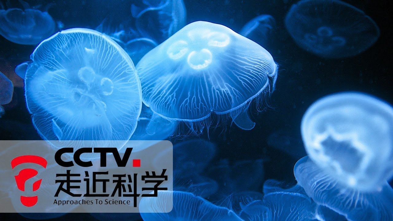 《走近科学》 解密水母毒素 20190904 | CCTV走近科学官方频道