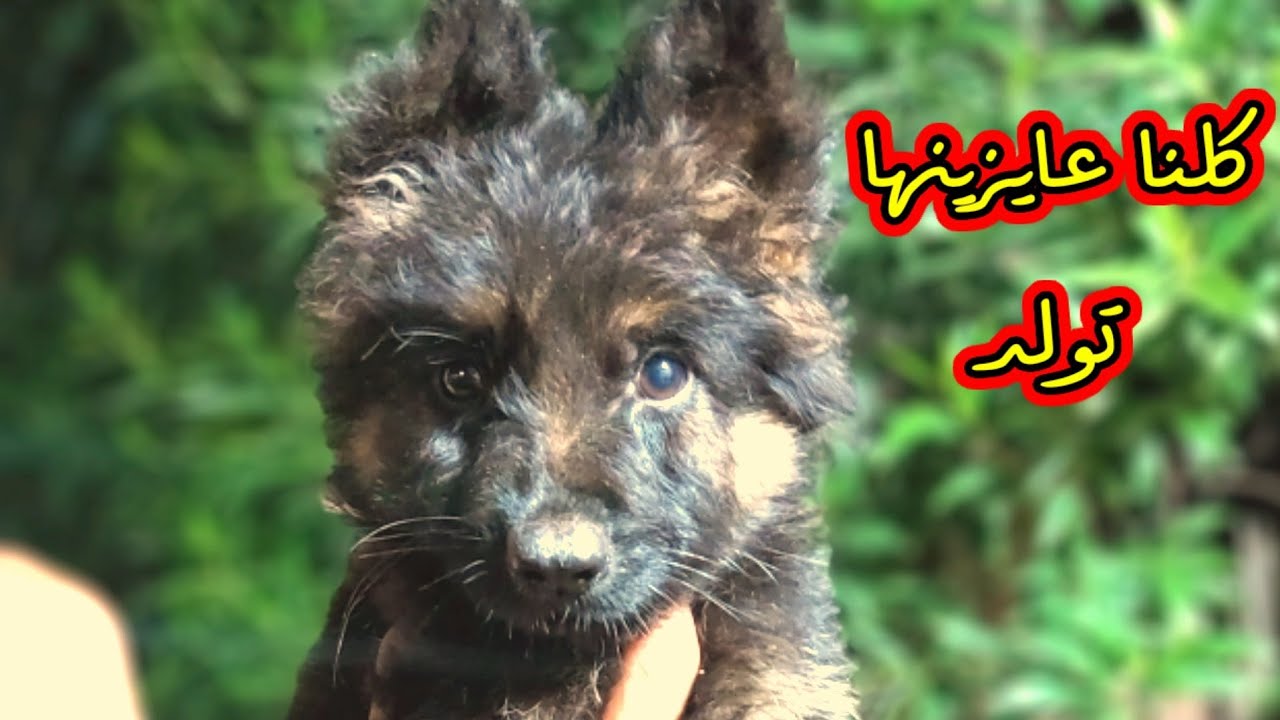 اختبار الحمل للكلبه هينفع- وليه الكلبه ضعفت الاكل قبل الولاده