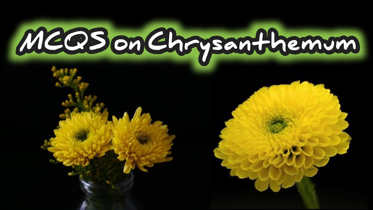 MCQS on Chrysanthemum II MCQ Floriculture II Chrysanthemum