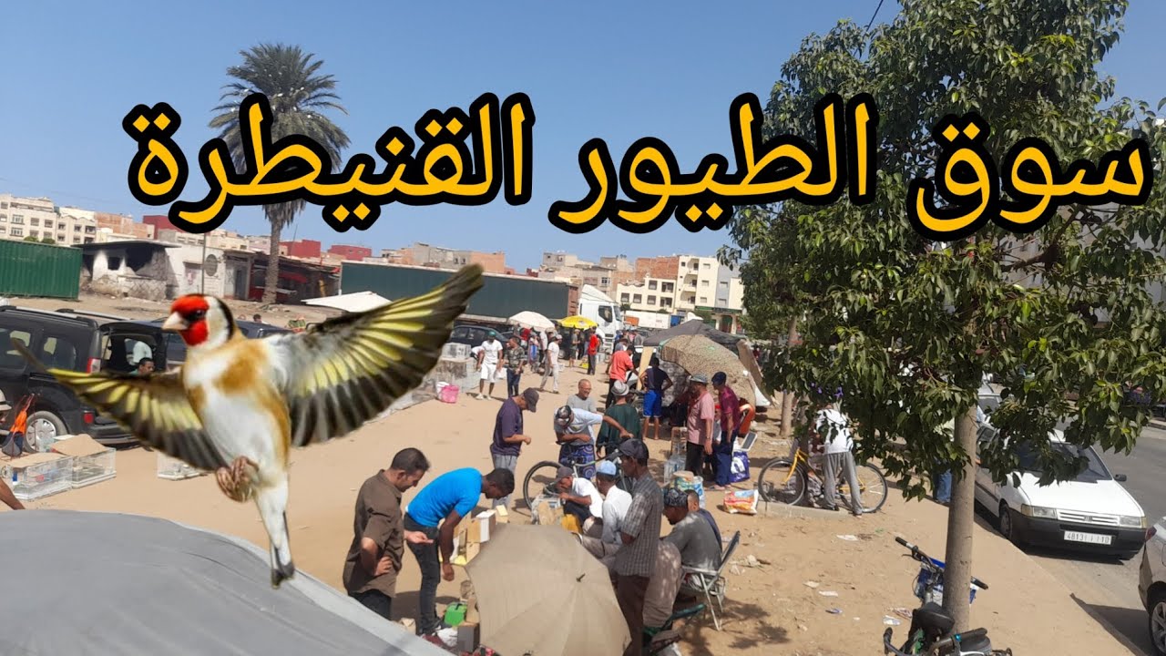 سوق الطيور القنيطرة ..شوف فراخ الحسون تغزوا سوق😱😱😱😱#سوق_الطيور #طيور_حب #سوق_القريعة