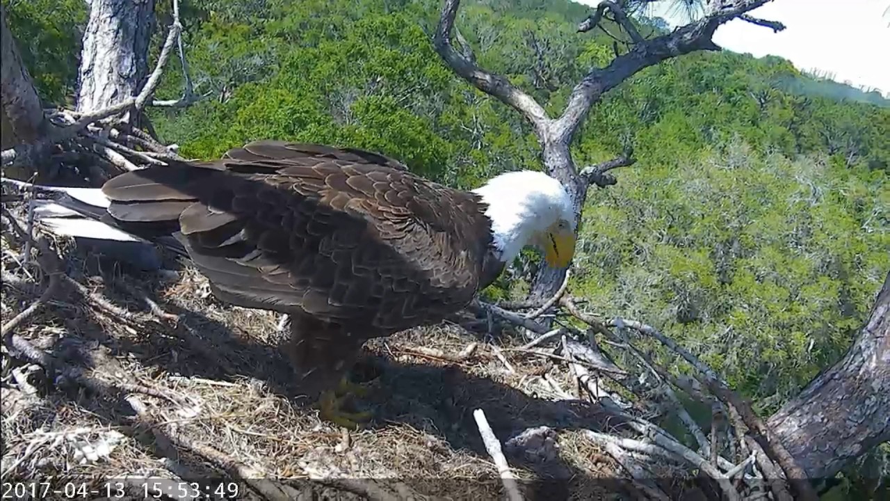 Juliet casts a pellet today before flying to LookOut Branch