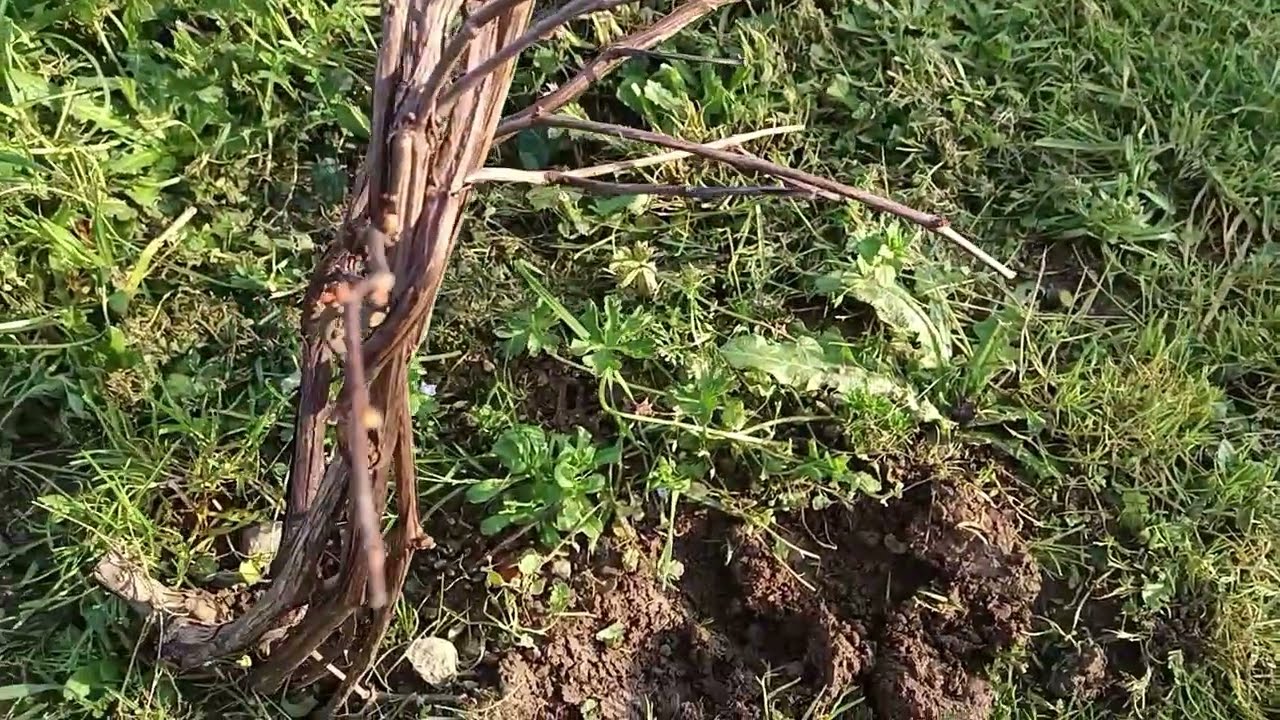Франция, субботние хлопоты 🏡🐕💞