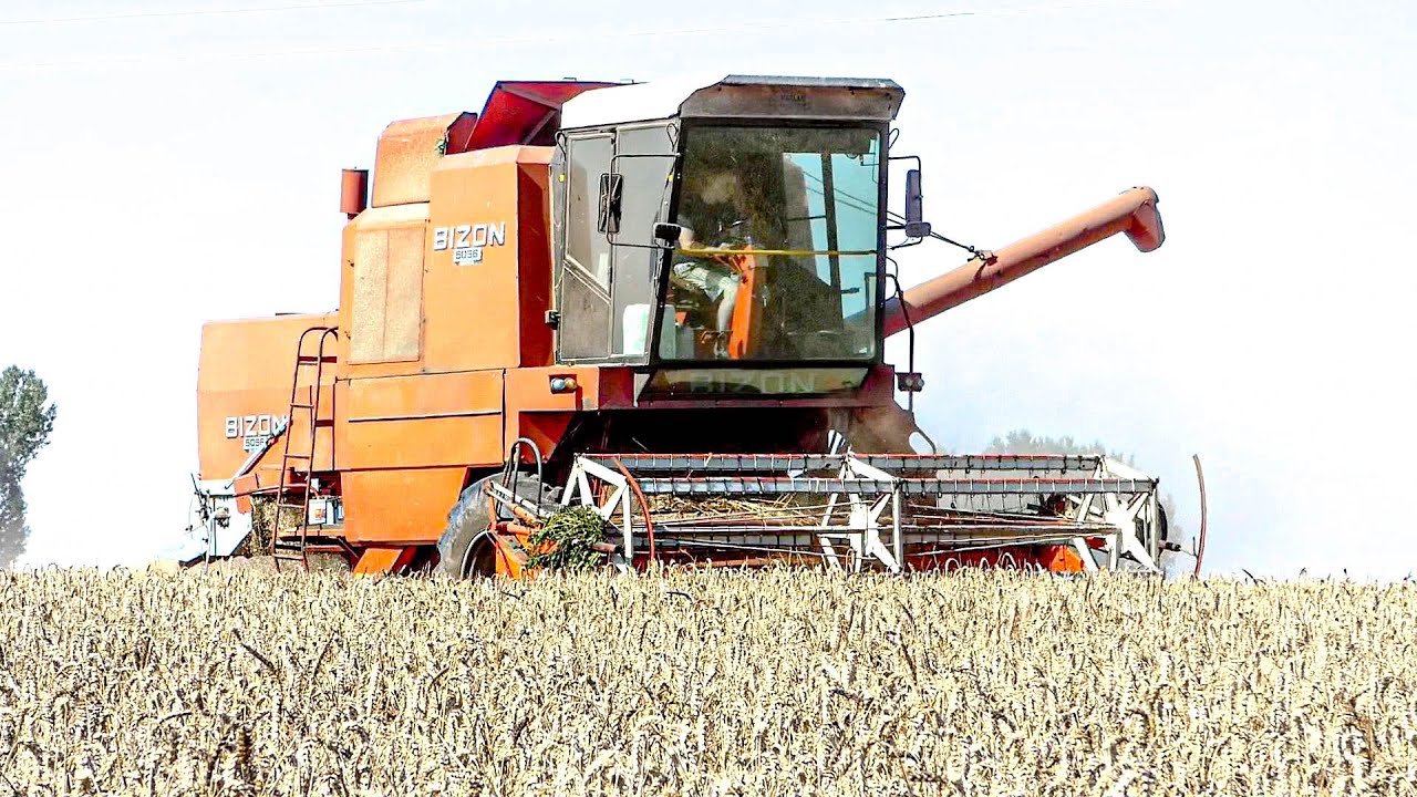 🇵🇱Polskie Żniwa BIZONEM✔Młucenie Pszenicy 2024✔BIZON 5056 SUPER