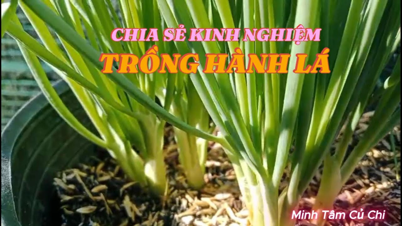 CHIA SẺ KINH NGHIỆM TRỒNG HÀNH LÁ