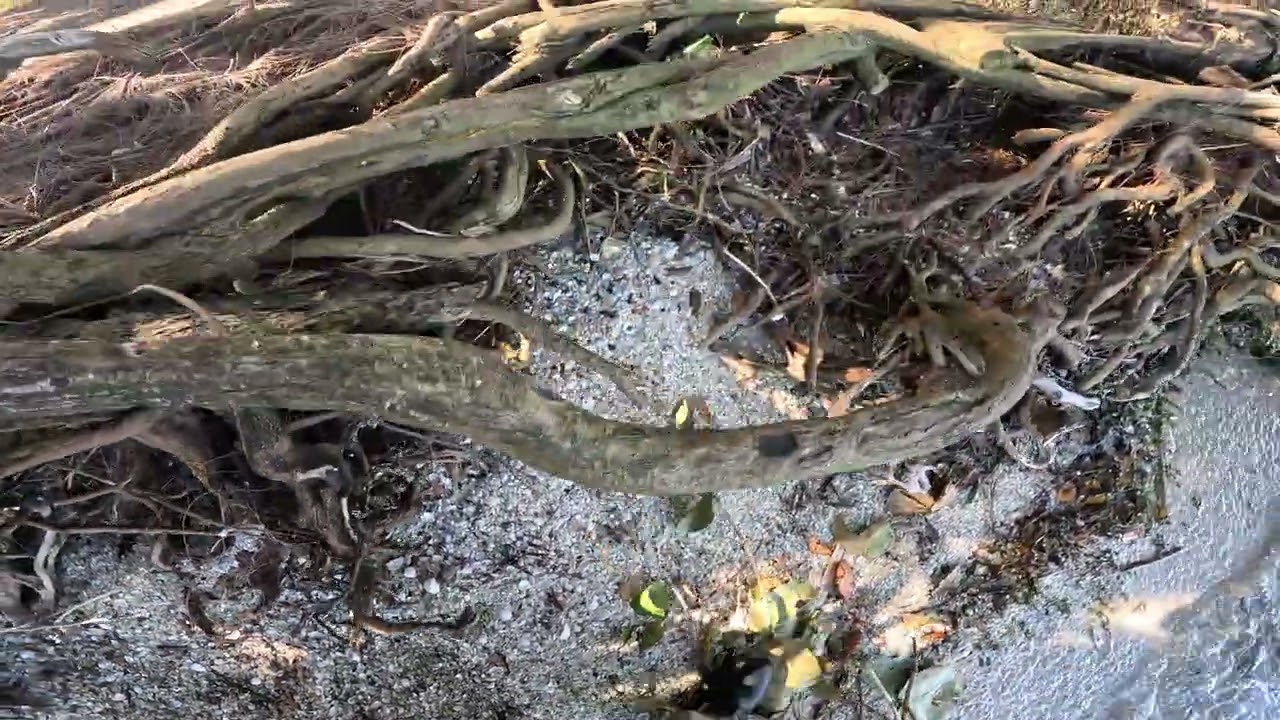 Feb 7, 2026 Banana River FL mini-shelling 03