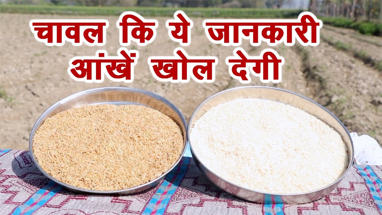 सबसे ज्यादा न्यूट्रिशन इस चावल में होता है Nutritious Rice || Technical Farming ||