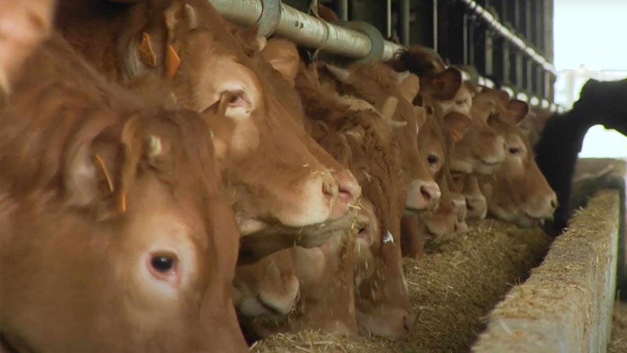 Cosa mangiano i bovini in allevamento?