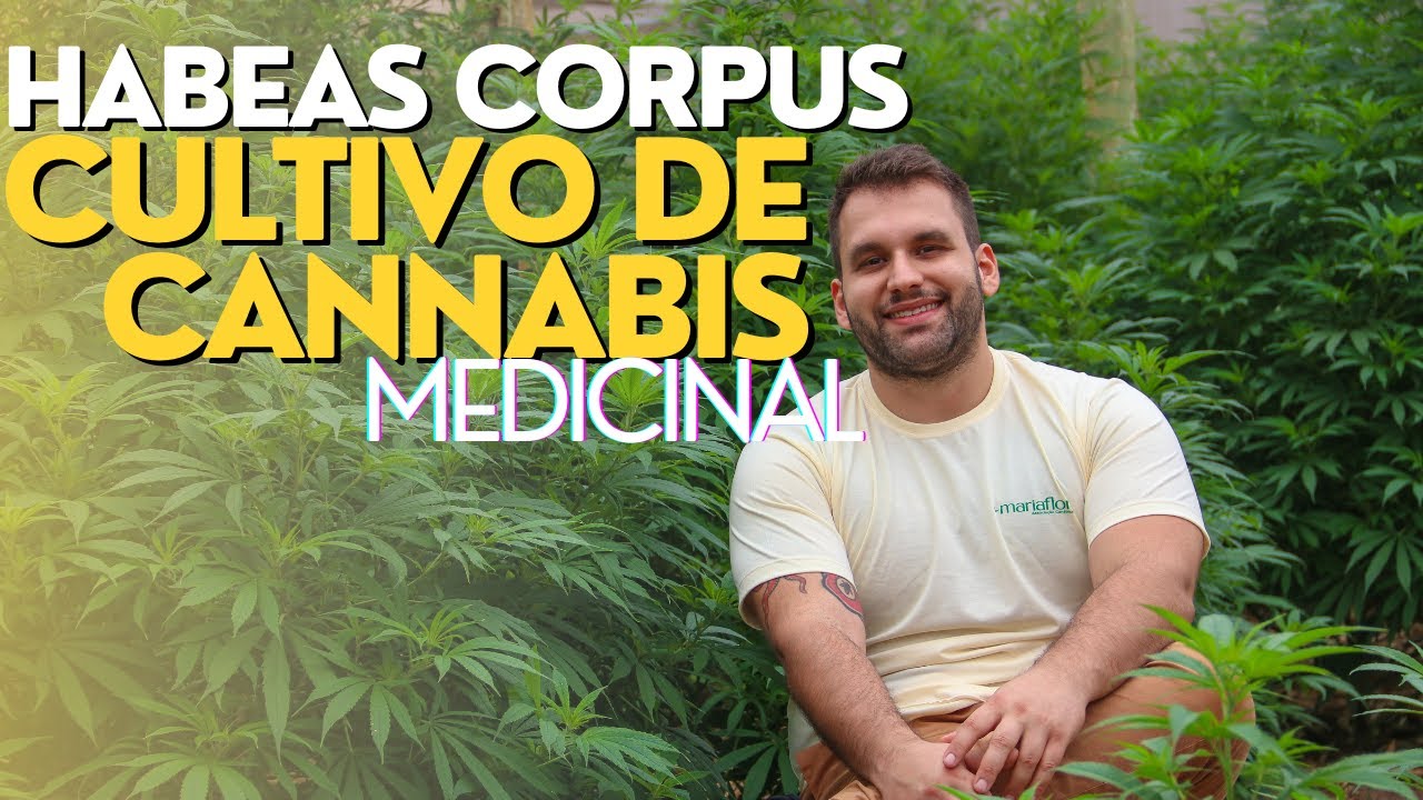Como Fazer um HABEAS CORPUS para CULTIVO DE MACONHA MEDICINAL
