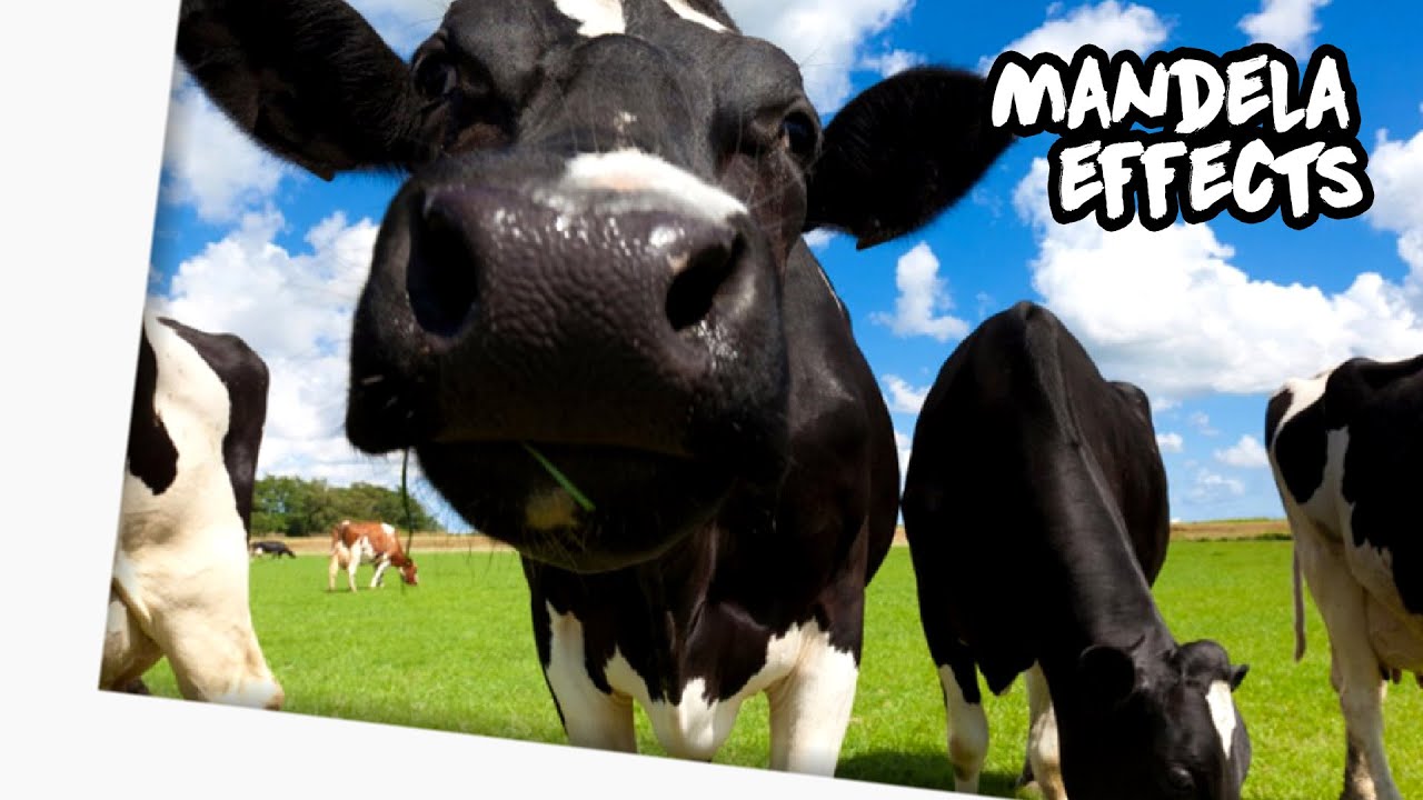 Cow Tipping Mandela Effect