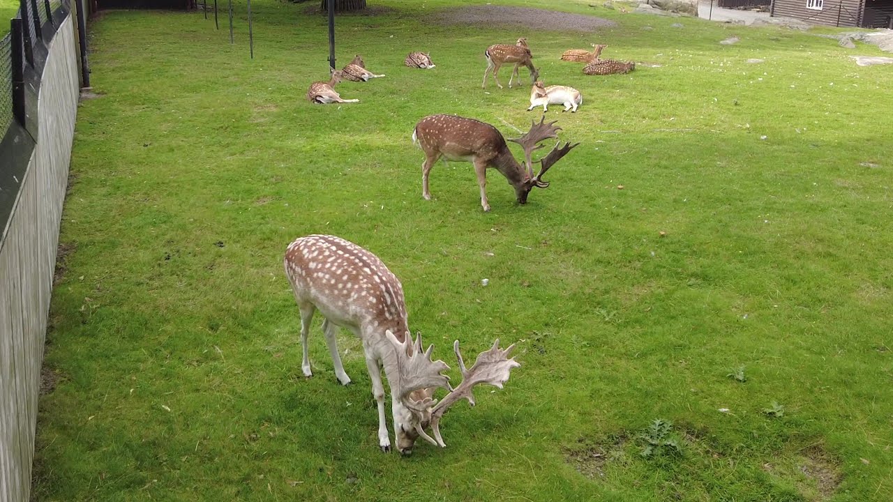 Sweden, Gothenburg, Walk in a Zoo seeing lots of empty enclosures and a few animals at Slottsskogen