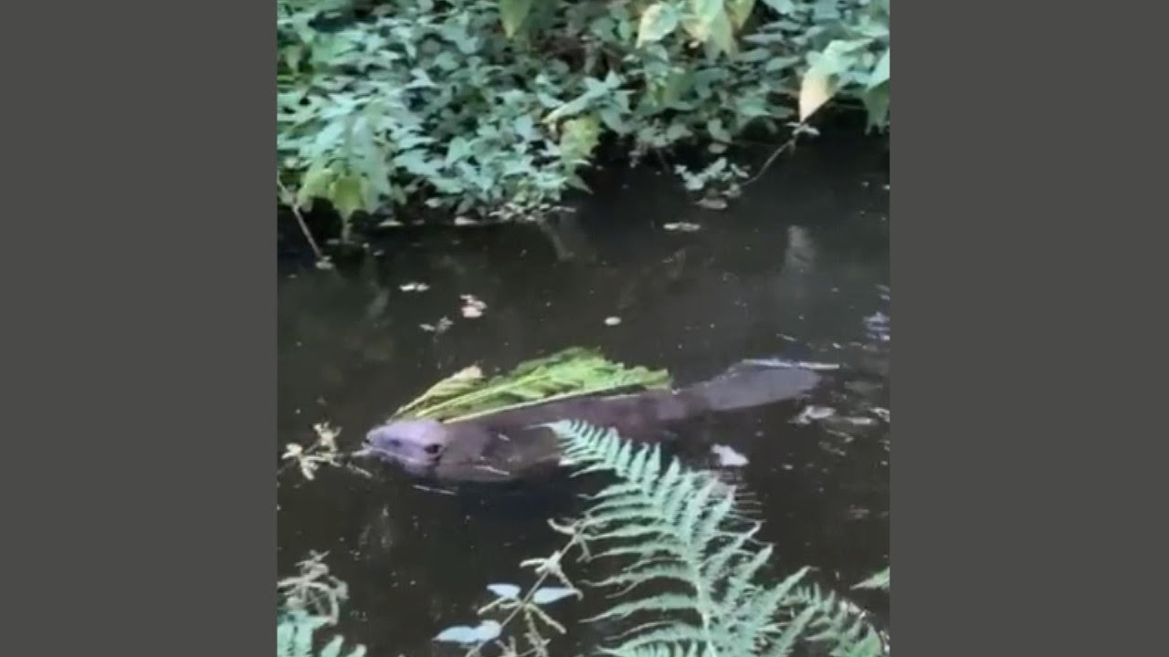 Bevers redden gortdroog Brabants natuurgebied