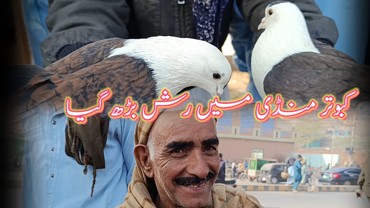 Friday Multan Kabootar Mandi Price Update With Zeeshan Haider ❤️||